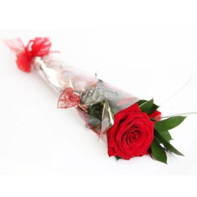 Single Rose