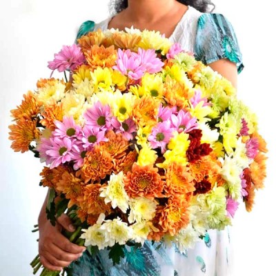 50 Stems Of Chrysanthemum 50 Stems Of Chrysanthemum